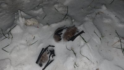 В Івано-Франківську на мороз викинули кажанів, які занесені до Червоної книги України В Івано-Франківську на мороз викинули кажанів, які занесені до Червоної книги України
