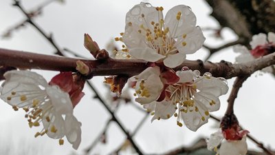 Волинська синоптикиня розповіла, якою буде погода на Великдень у Луцьку та області