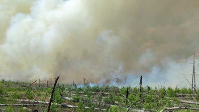 Житомир, заповідник, пожежа, ліс, Житомирщина, шкода, довкілля, забруднення
