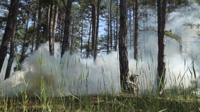 Ліси Херсонщини: коли у регіоні з’явиться центр спостережень за пожежами