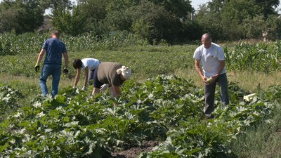 На Черкащині збирають врожай "Садів перемоги"