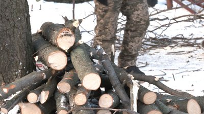 Чи не шкодить деревам санація при мінусових температурах у Черкасах Чи не шкодить деревам санація при мінусових температурах у Черкасах