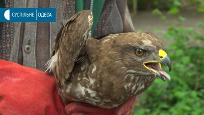 В Одесі знайшли пораненого яструба, його лікують в зоопарку В Одесі знайшли пораненого яструба, його лікують в зоопарку