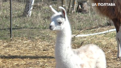 Лама Лакі