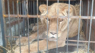 З Краматорська волонтери вивезли лева, якого покинули власники