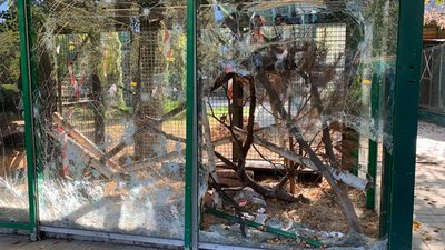 "Це акція незламності та надії". У харківському екопарку розпочався "Бал хризантем" "Це акція незламності та надії". У харківському екопарку розпочався "Бал хризантем"