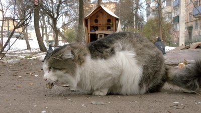 Як піклуватись про безхатніх тварин взимку Як піклуватись про безхатніх тварин взимку