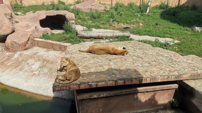 Самець демонструє владу: як обживаються в Луцьку миколаївські левенята Самець демонструє владу: як обживаються в Луцьку миколаївські левенята