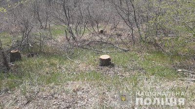 На Херсонщині затримали "чорного лісоруба" На Херсонщині затримали "чорного лісоруба"