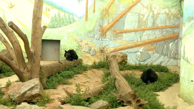 У Подільському зоопарку збирають гроші на генератор