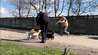 "Це єдиний гуманний спосіб": як у місті на Одещині стерилізують безпритульних собак "Це єдиний гуманний спосіб": як у місті на Одещині стерилізують безпритульних собак