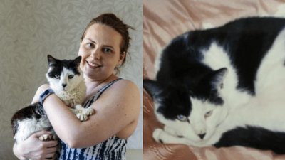 У Великій Британії жінка знайшла свого зниклого кота через дванадцять років
