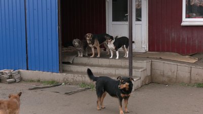 Рівне: очільниця центру стерилізації звітувала за роботу. Опоненти – незадоволені Рівне: очільниця центру стерилізації звітувала за роботу. Опоненти – незадоволені