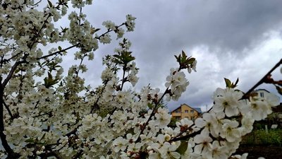 весна, черешня, квітнуть дерева, погода 27 квітня
