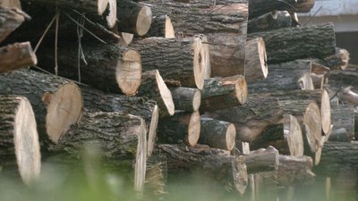 ЛІСІВНИКИ ЗАГОТОВЛЯЮТЬ ДРОВА ЛІСІВНИКИ ЗАГОТОВЛЯЮТЬ ДРОВА