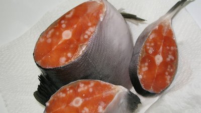 Уражене Henneguya salminicola м'ясо лосося Уражене Henneguya salminicola м'ясо лосося