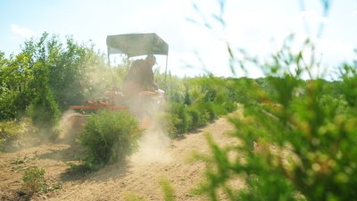 На Вінниччині лісівники висадили понад мільйон дерев На Вінниччині лісівники висадили понад мільйон дерев