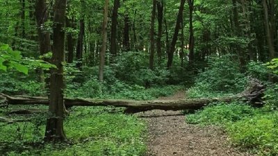 тернопіль, ліс, 6 серпня 2026 року
