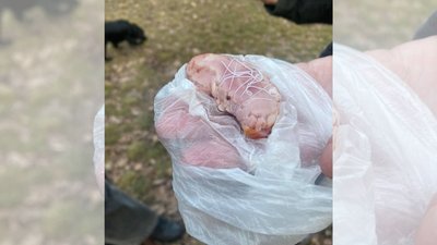 У черкаському парку знайшли отруту для тварин. Один собака в лікарні