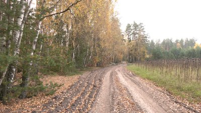 Самозаліснені землі біля Корюківки на Чернігівщині: що з ними буде