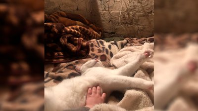 Дитина Аліна у підвалі у Чернігові Дитина Аліна у підвалі у Чернігові