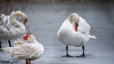 До Полтавського дендропарку повернули лебедів та качок