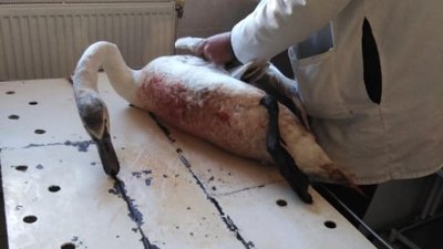 В Івано-Франківську ветеринар оглянув пораненого лебедя, птах пройде реабілітацію