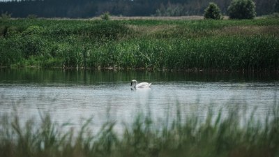 Лебідь на воді у Печенігах