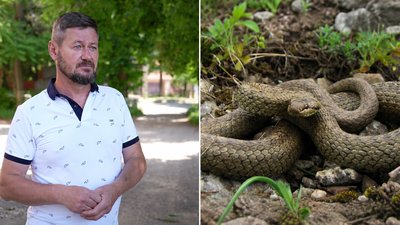 Колаж із фото зоолога Мар'яна Тарасенка та мідянки звичайної