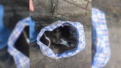 У Ніжині, що на Чернігівщині, отруюють безпритульних котів та собак: скільки тварин загинули та що кажуть у поліції У Ніжині, що на Чернігівщині, отруюють безпритульних котів та собак: скільки тварин загинули та що кажуть у поліції