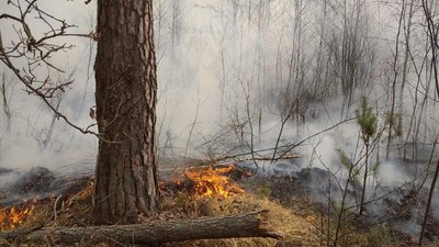 Півтори доби тернопільські рятувальники допомагали гасити лісові пожежі на Житомирщині Півтори доби тернопільські рятувальники допомагали гасити лісові пожежі на Житомирщині