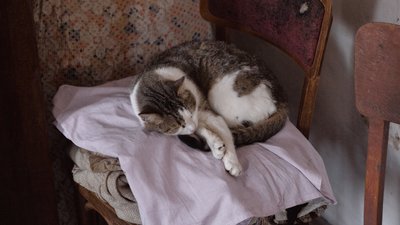 Котик Котик