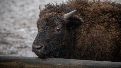 Вікінг, Луна, Варта, Байрактар. Скільки за минулий рік народилося нових мешканців у Київському зоопарку Вікінг, Луна, Варта, Байрактар. Скільки за минулий рік народилося нових мешканців у Київському зоопарку