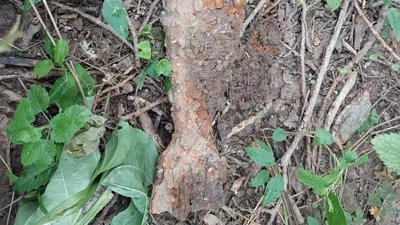 На березі Дністра на Буковині виявили міну часів Першої світової війни На березі Дністра на Буковині виявили міну часів Першої світової війни