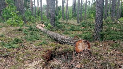На Рівненщині побили лісівника, який хотів завадити незаконній порубці