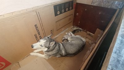 У Дніпрі волонтери облаштували шелтер у закинутій будівлі У Дніпрі волонтери облаштували шелтер у закинутій будівлі