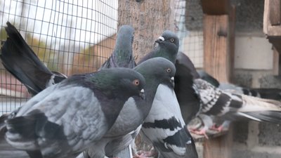 Голубівник у третьому поколінні. Черкасець Микола Кузьменко Голубівник у третьому поколінні. Черкасець Микола Кузьменко