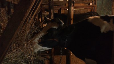 На Рівненщині домашнє молоко і крафтові сири передають для військовослужбовців і переселенців На Рівненщині домашнє молоко і крафтові сири передають для військовослужбовців і переселенців