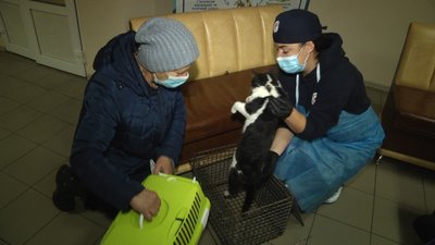 У Житомирі розпочали безкоштовну вакцинацію та стерилізацію вуличних кішок У Житомирі розпочали безкоштовну вакцинацію та стерилізацію вуличних кішок