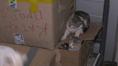Кошенята відділ поліції Курахове Донецька область Кошенята відділ поліції Курахове Донецька область