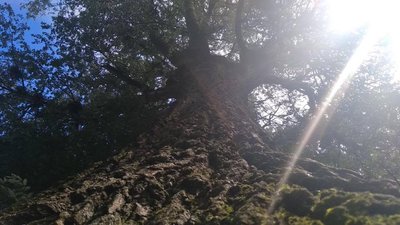170-річне львівське дерево потребує спеціального обслуговування