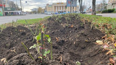У Вінниці майже 15 тисяч кущів троянд готують до зими