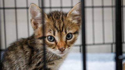 В Одесі медики розповіли про стан кошенят, яких морили голодом В Одесі медики розповіли про стан кошенят, яких морили голодом