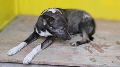 Тварини тонули прямо на очах. Миколаївський "Центр захисту тварин" евакуює тварин Херсонщини Тварини тонули прямо на очах. Миколаївський "Центр захисту тварин" евакуює тварин Херсонщини