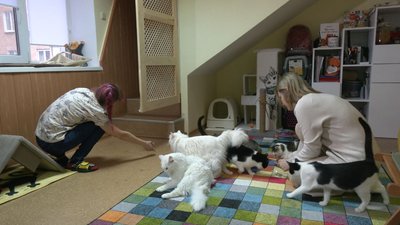 День народження «Доброкота» День народження «Доброкота»