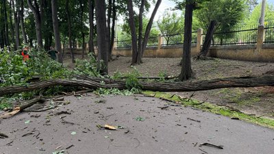 Дерево, яке впало у парку імені Шевченка