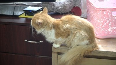 49 котів та три собаки: у Дніпрі волонтерка створила мініпритулок для тварин 49 котів та три собаки: у Дніпрі волонтерка створила мініпритулок для тварин