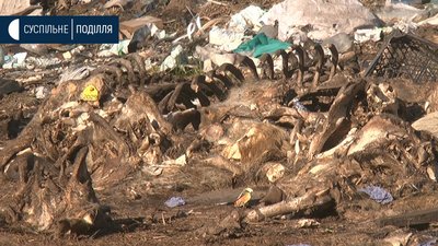На Хмельниччині виявили стихійне сміттєзвалище з рештками свійських тварин