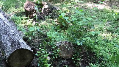 У ландшафтному заказнику на Хмельниччині незаконно зрізали 76 дерев
