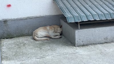 Скільки води давати котам та собакам влітку
